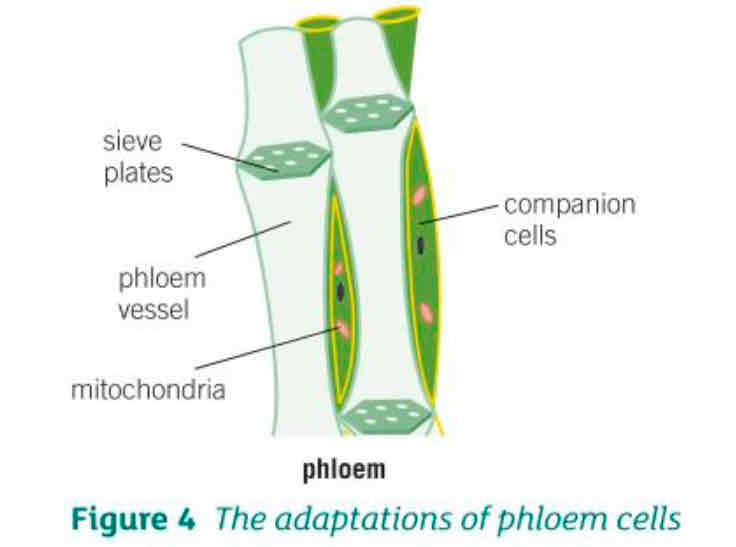 <ul><li><p>Cell walls between cells break down to form sieve plates. These allow water carrying dissolved food to move freely up and down the tubes </p></li><li><p>Phloem cells lose a lot of internal structures but they are supported by companion cells that help to keep them alive. Mitochondria from companion cells transfer the energy needed to move dissolved food around the plant </p></li></ul>