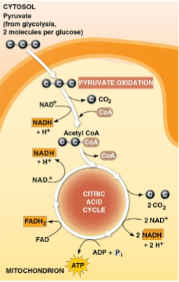 <p>Pyruvate</p>