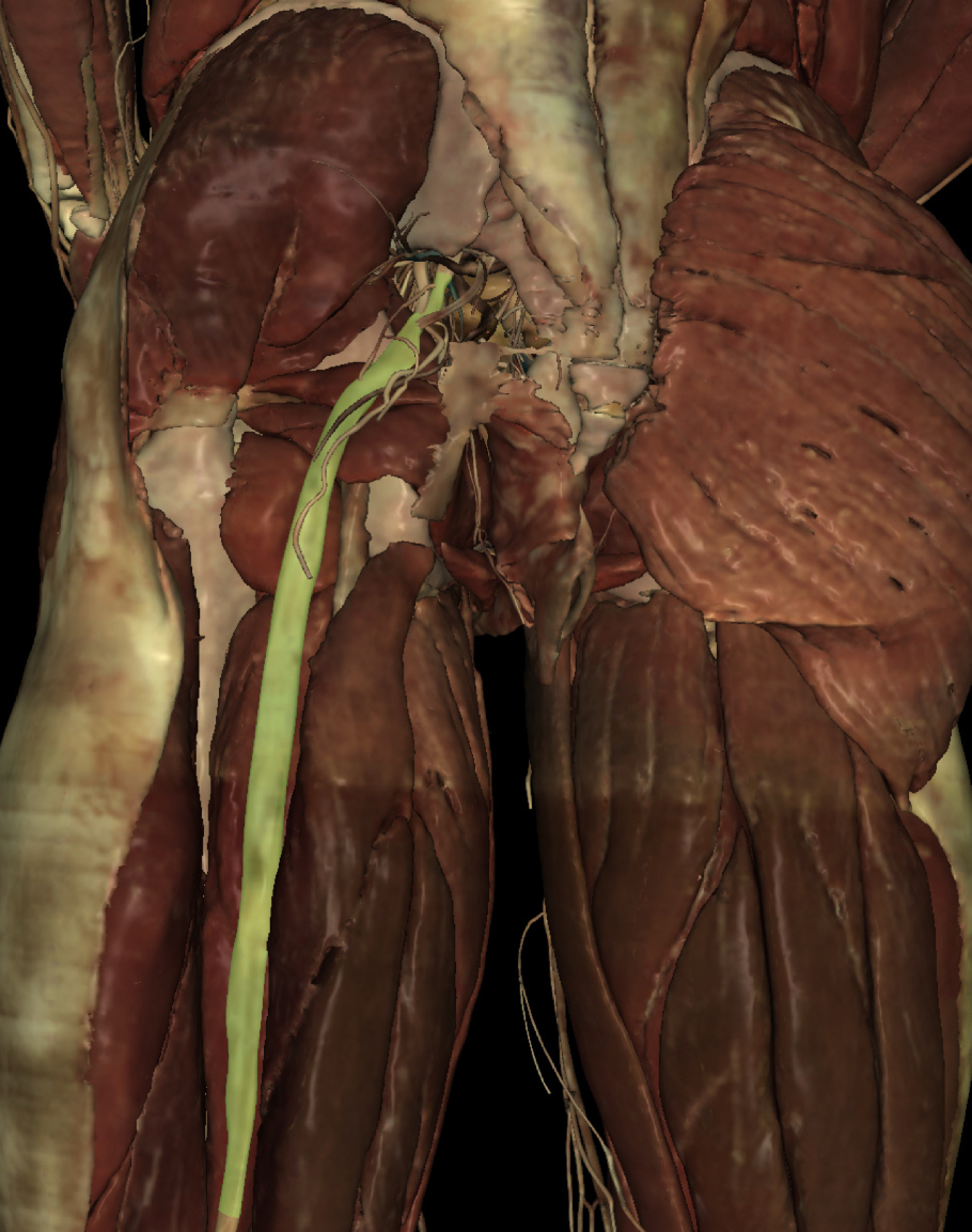 <p>Identify the Structure</p>