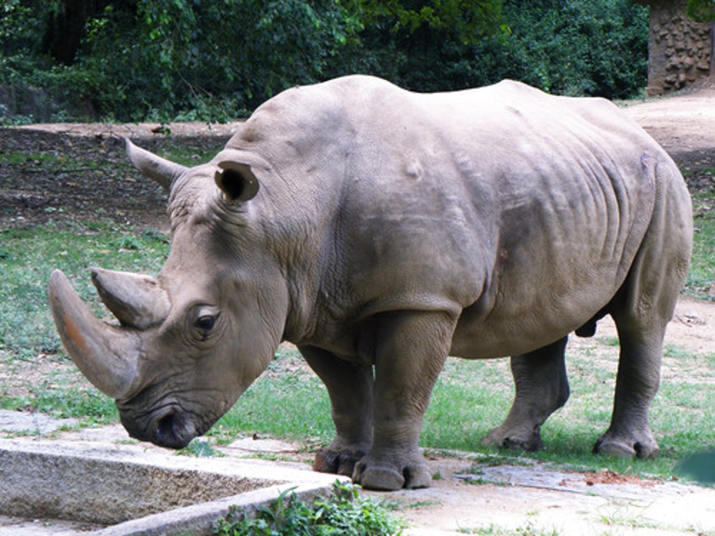 <p>rhinoceros</p>