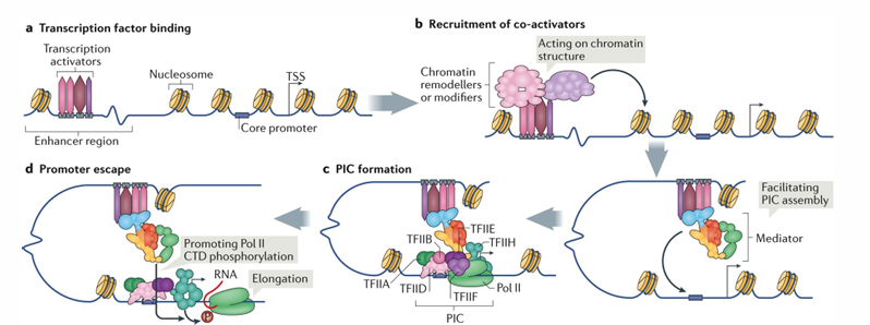 <ol><li><p>transcription factor binding to enhancer region</p></li><li><p>recruitment of co-activators which act on chromatin structure</p></li><li><p>PIC formation (the mediator helped facilitate the PIC assembly by looping the enhancer region to the promoter)</p></li><li><p>promoter escape</p></li></ol><p></p>