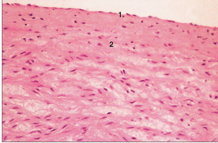 <p>name of histologic slide:</p><p>Specie:</p><p>Parts</p><p>1.__ 2.__ </p><p>Stain Used:</p>