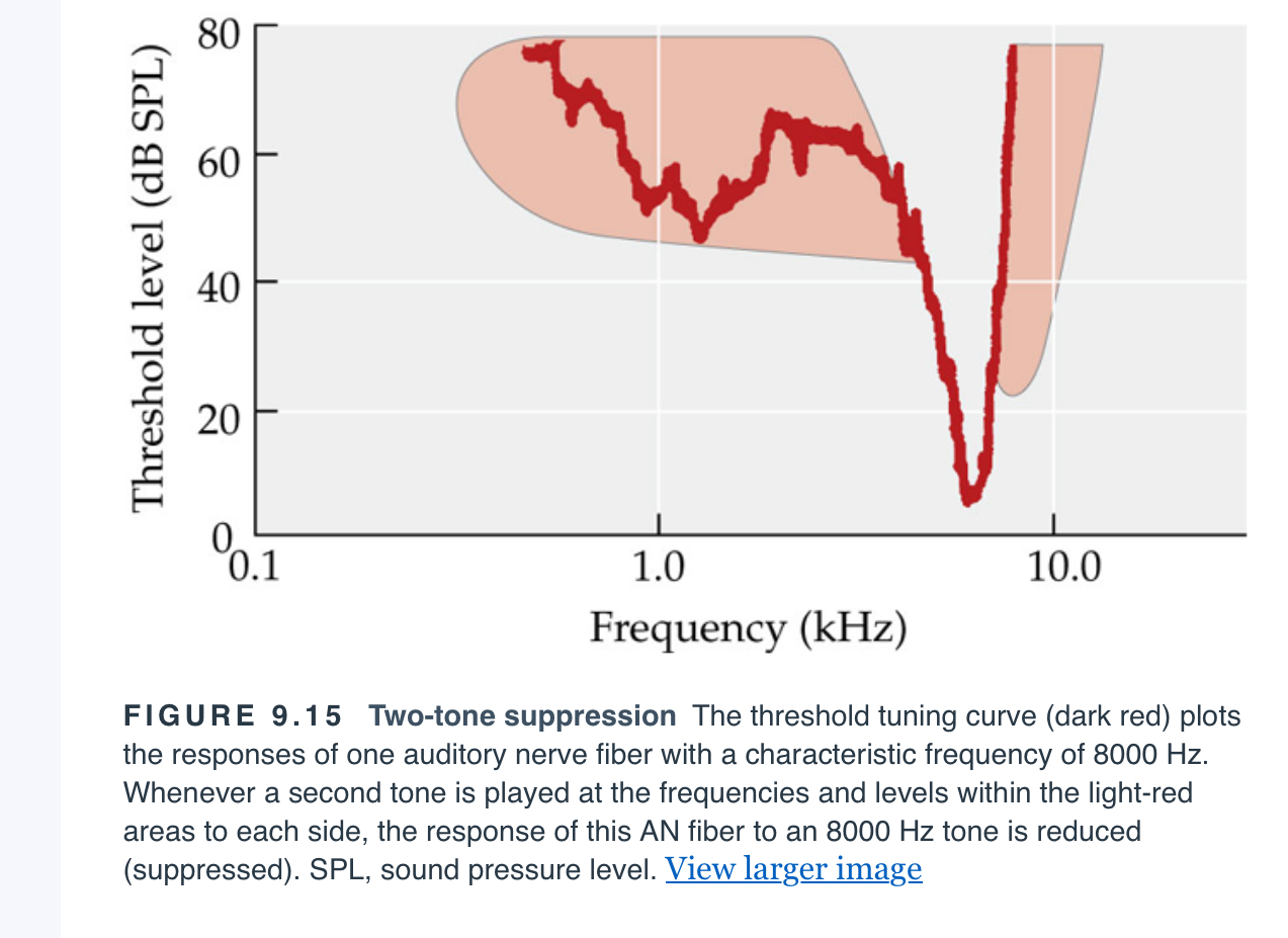 <p><span>A decrease in the response (firing rate) of one auditory nerve fiber to one tone when a second tone is presented at the same time.</span></p>