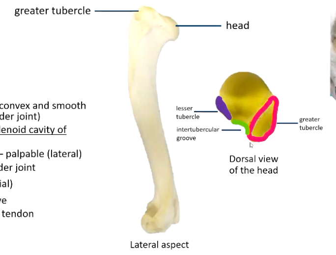 <p>• Head</p><ul><li><p>articular surface, convex and smooth surface (for shoulder joint)</p></li><li><p>articulates with glenoid cavity of scapula</p></li><li><p><strong>Greater tubercle</strong> - palpable (lateral)</p></li><li><p>Location of shoulder joint, palpation can help locate</p></li></ul><p>•<strong> Lesser tubercle</strong> (medial)</p><p><strong>• Intertubercular </strong>groove (Between the tubercles)</p><ul><li><p>Passage of biceps tendon through it</p></li><li><p>Smooth surface</p></li></ul><p></p>