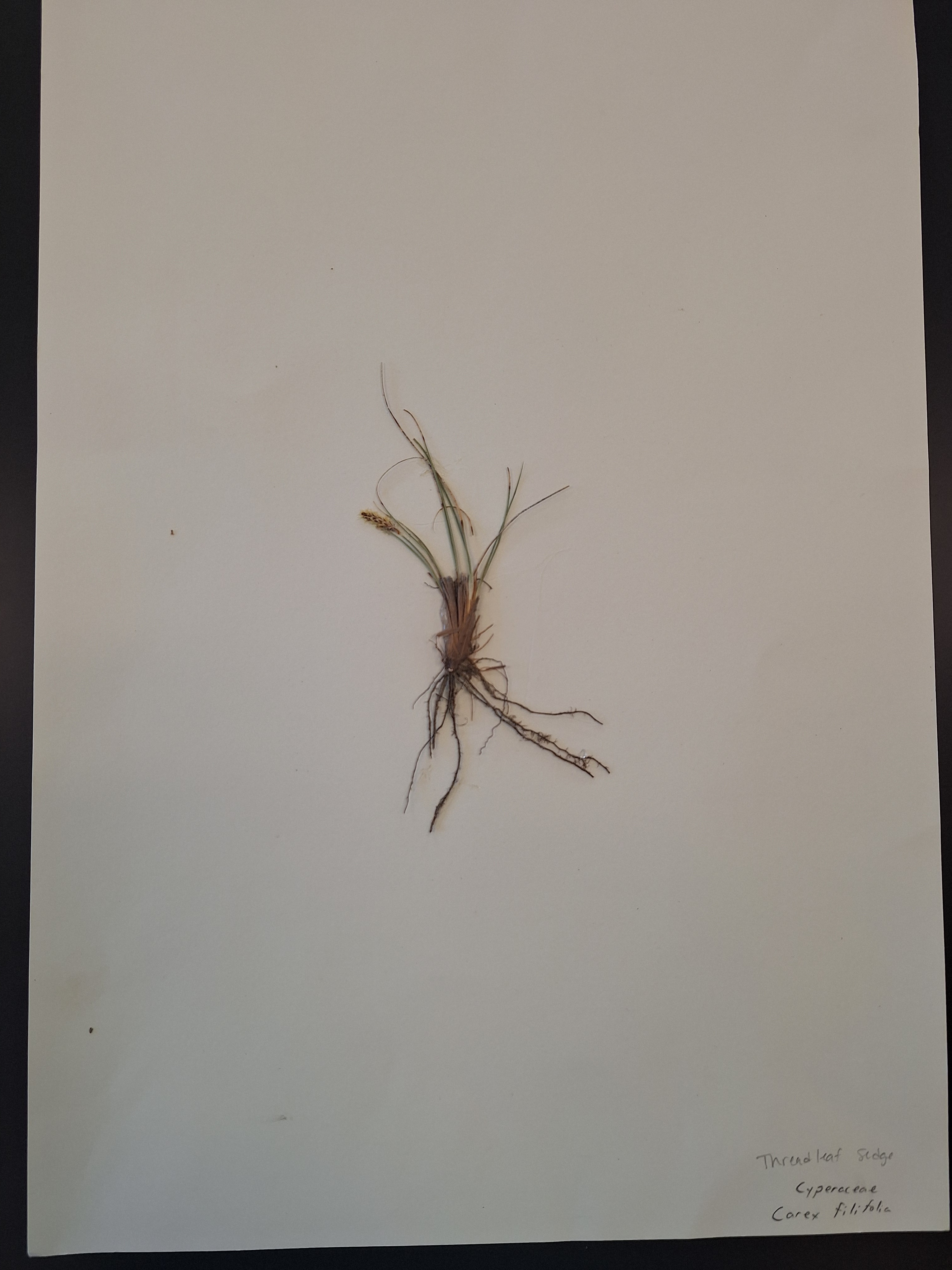 <p>What is this plant</p>