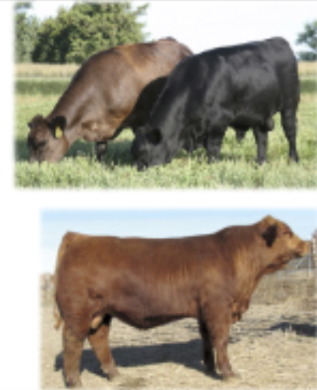 <p>Origin: Germany, Balancer- hybrid with angus</p>