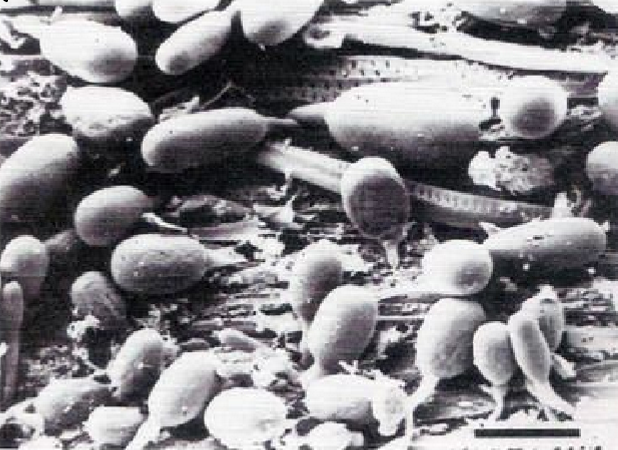 <p>A group of fungi - Rumen</p>