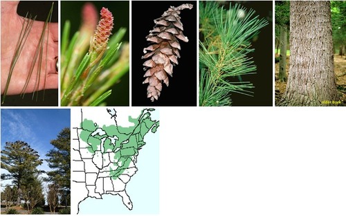 Blade: 5 needles per fascicle
needles have waxy coating
Reproductive: 4"-6" long cone
Bark: young-smooth green-grey
old-reddish-brown thick scales