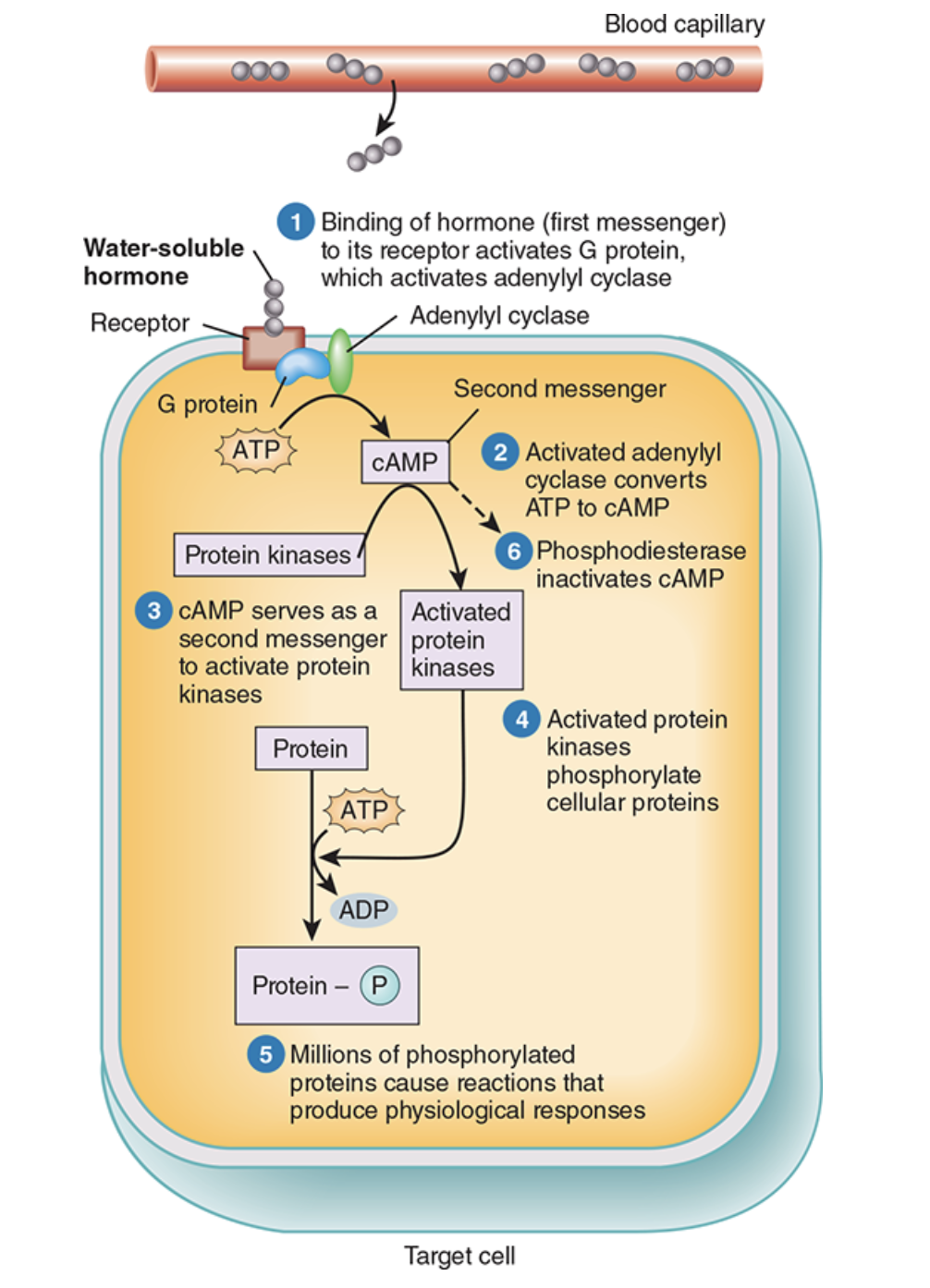 <p>Hydrophilic (they cannot pass through the cell), bind to receptors on the outside of cell membrane, e.g., insulin &amp; GH</p>