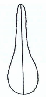 <p>Filo Nematoda - aparelho digestivo - tipo de esófago</p>