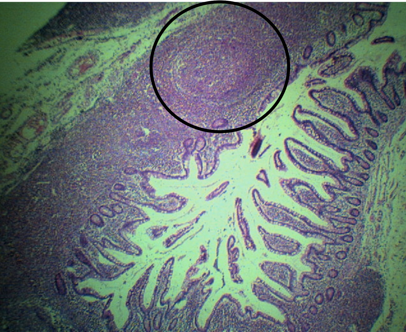 <p>Identify the structure and its characteristic feature</p>