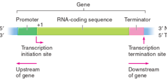 <p>Promoter = upstream of sequence</p><ul><li><p>transcription initiation site</p></li></ul><p>Terminator = downstream of gene</p><ul><li><p>termination site for transcription</p></li></ul><p></p>