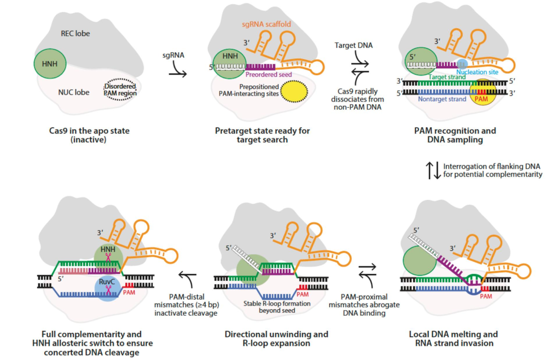 <ol><li><p>no RNA (CRISPR) = Cas9 protein in Apo (inactive) state</p><ol><li><p>PAM recognition region = disordered</p></li></ol></li><li><p>Cas9 binds to CRISPR RNA → activated</p><ol><li><p>PAM recognition region = ordered</p></li></ol></li><li><p>order PAM recognition region looks for PAM on target sequence </p><ol><li><p>PAM = 5’-XGG-3’ sequence </p></li></ol></li><li><p>RNA molecule parts</p><ol><li><p>orange = structural component → binds to protein + fuels reorganization of PAM recognition site</p></li><li><p>white = directs traffic</p></li><li><p>purple = engineered sequence of interest → drives specificity </p><ol><li><p>complementary to NTs across from PAM on target strand</p></li></ol></li></ol></li><li><p>1st purple NT makes antiparallel WC interaction w/ target strand → nucleation site</p><ol><li><p>continues to unwind → more WC interactions</p></li></ol></li><li><p>R-loop made → RNA-DNA complex</p></li><li><p>after 15-20 NTs make WC interactions → large structural reorganization of HNH domain</p><ol><li><p>HNH moves up + over 3 NTs from PAM → active site opens + can cleave target strand</p></li></ol></li><li><p>RuvC domain in open conformation </p><ol><li><p>lines up 3NTs away from PAM on non-target strand (w/ PAM)</p></li></ol></li><li><p>blunt DSB generated 3 NTs away from PAM + complex falls apart</p><ol><li><p>RNA dissociates from DNA</p></li></ol></li></ol><p></p>