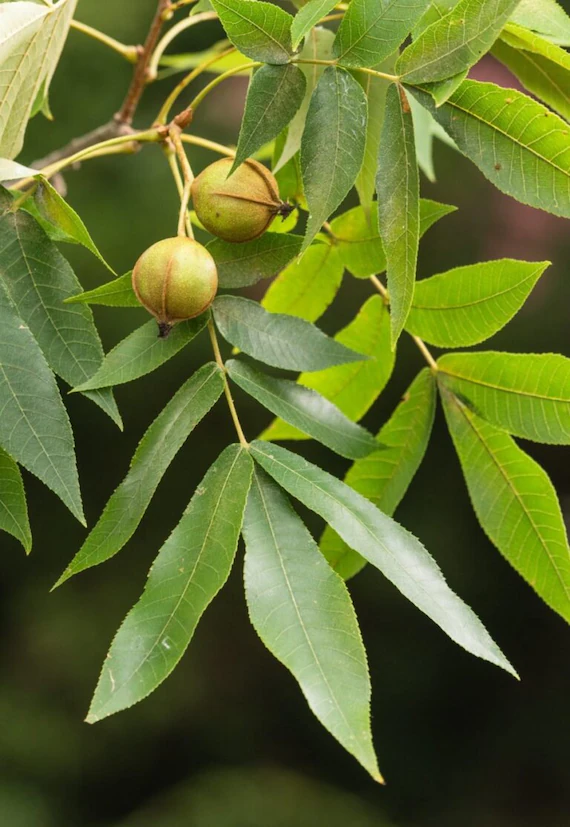 <p>Bitternut Hickory </p>