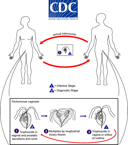 <p>How many lige cycles (forms/stages) does <em>Trichomonas vaginalis </em>have?</p>