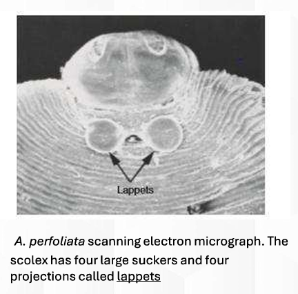 <p>Anoplocephala perfoliata</p><p><strong>Scolex</strong> that has <strong>4 large suckers & 4 projections called LAPPETS</strong></p>