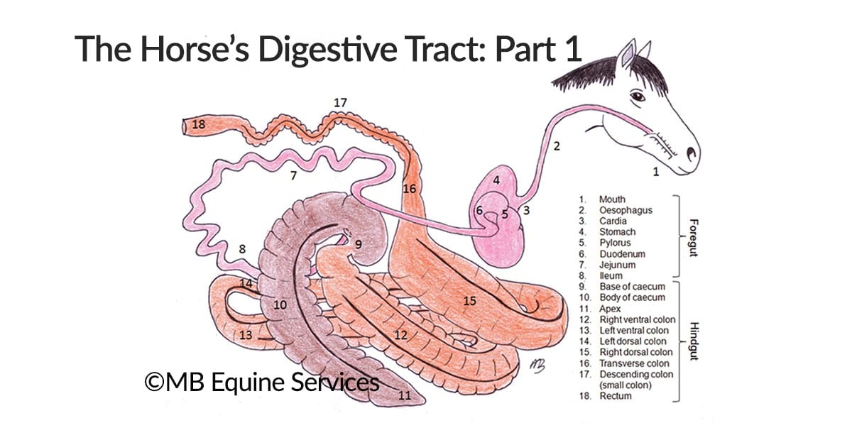 <p>Stomach → Duodenum → Jejenum → Ileum → Caecum → Right Ventral Colon → Sternal Flexure → Left Ventral Colon → Pelvic Flexure → Left Dorsal Colon → Diaphragmatic Flexure → Right Dorsal Colon → Descending colon → Rectum</p>