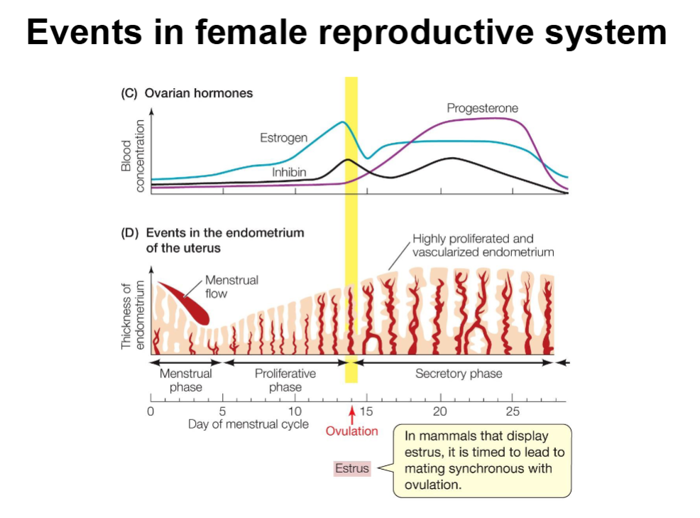 <ol><li><p><span style="background-color: transparent;"><span>Primordial Follicles: The fixed pool of dormant follicles.</span></span></p></li><li><p><span style="background-color: transparent;"><span>Activation (Epigenetic Change): Each cycle, a group of primordial follicles is activated to become Primary Follicles.</span></span></p></li><li><p><span style="background-color: transparent;"><span>Selection: From the primary follicles, a few are selected to become Secondary Follicles, and finally, one (or more, species-dependent) becomes a Mature Follicle. Selection is influenced by spatial location in the ovary and hormone exposure.</span></span></p></li><li><p><span style="background-color: transparent;"><span>Ovulation: The mature follicle releases its egg (a secondary oocyte).</span></span></p></li><li><p><span style="background-color: transparent;"><span>Fate of Unselected Follicles: All non-recruited follicles undergo apoptosis (cell death). A fresh batch is selected in the next cycle.</span></span></p></li><li><p><span style="background-color: transparent;"><span>Corpus Luteum Formation: The ruptured follicle becomes the corpus luteum.</span></span></p></li></ol><p></p>