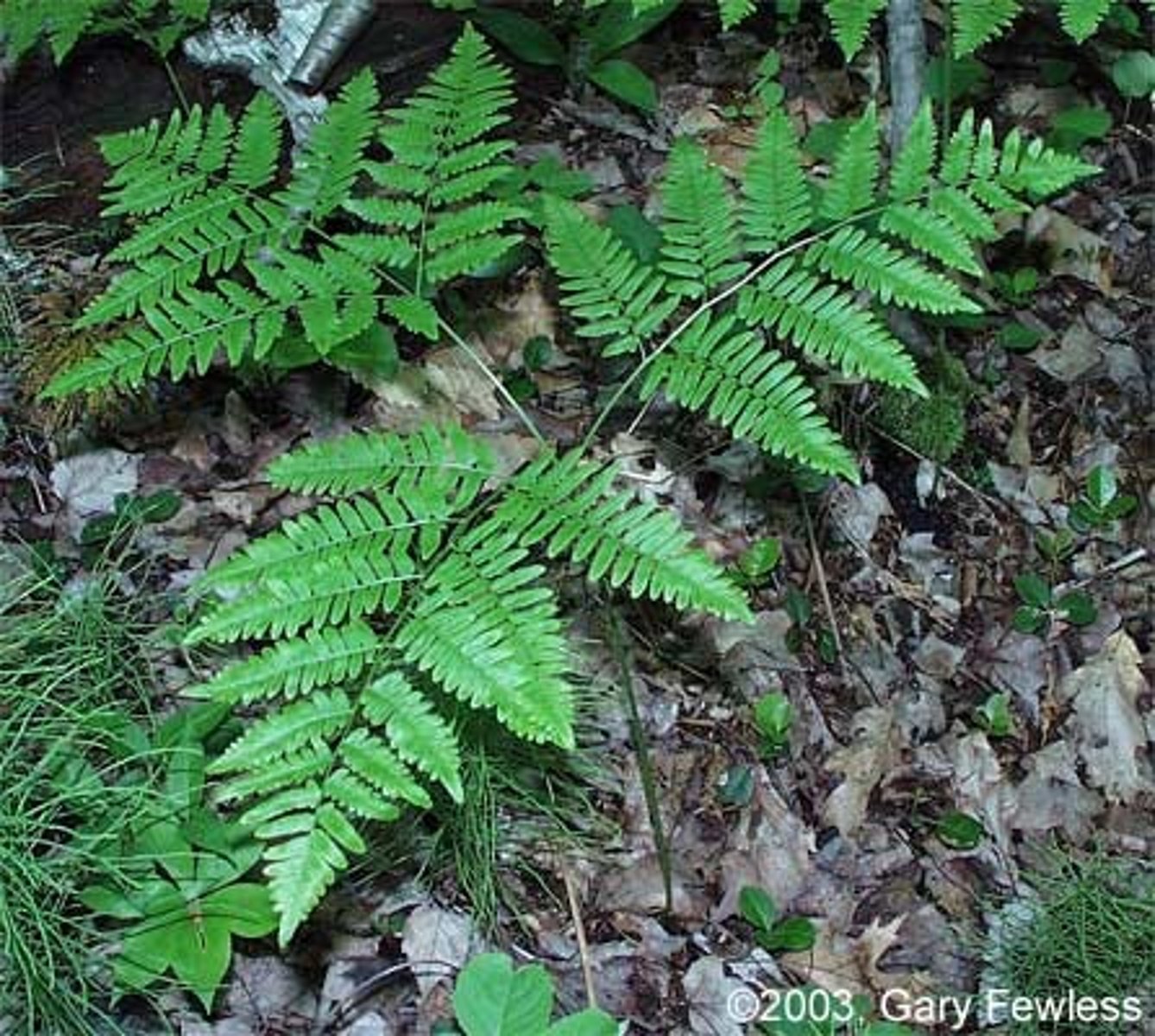 <p>bracken fern</p>