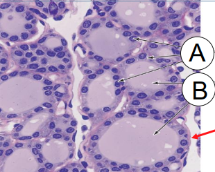 <p>THOSE THREE ARROWS OF “A” ARE POINTING </p>
