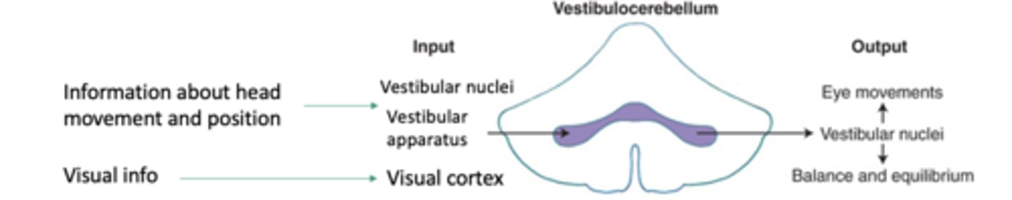 <p>- Maintenance of balance, posture and equilibrium (via vestibulospinal and reticulospinal tracts)</p><p>- Control of eye movements</p>
