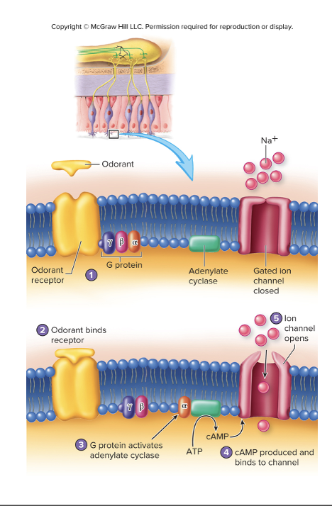 <ul><li><p><span><span>Airborne molecules that enter into nasal cavity and dissolve in fluid covering the olfactory epithelium</span></span></p></li><li><p><span><span>Bind to odorant receptors (chemoreceptors)</span></span></p></li><li><p><span><span>1000 different odorant receptor molecules</span></span></p></li><li><p><span><span>Regulate multiple intracellular pathways involving G proteins, adenylate cyclase, and ion channels allowing for detection of ~4000 smells</span></span></p></li><li><p><span><span>Seven primary classes</span></span></p></li></ul><p></p>