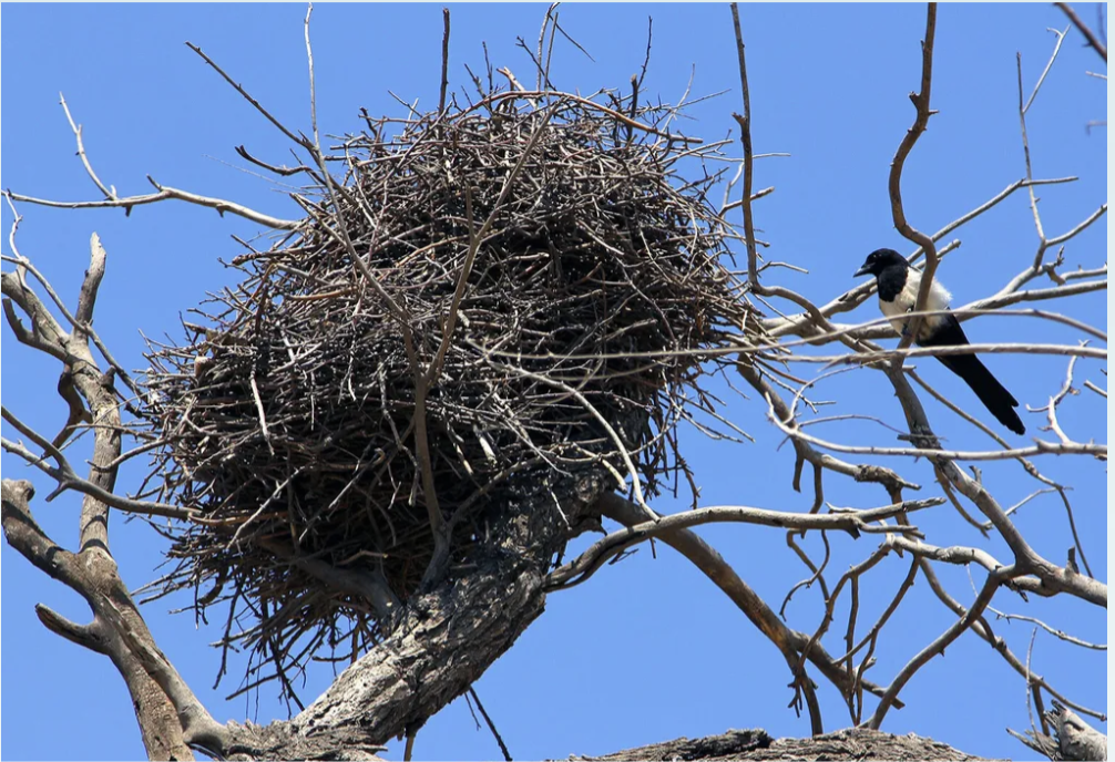 <p>Mud, sticks, grass, built in trees or bushes; eg. Black-billed Magpie.</p>