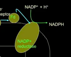 <p><span style="background-color: rgba(0, 111, 200, 0.09);">mobile carrier </span> that transfers high E e- from PSI to NADP+ reductase</p><p></p>