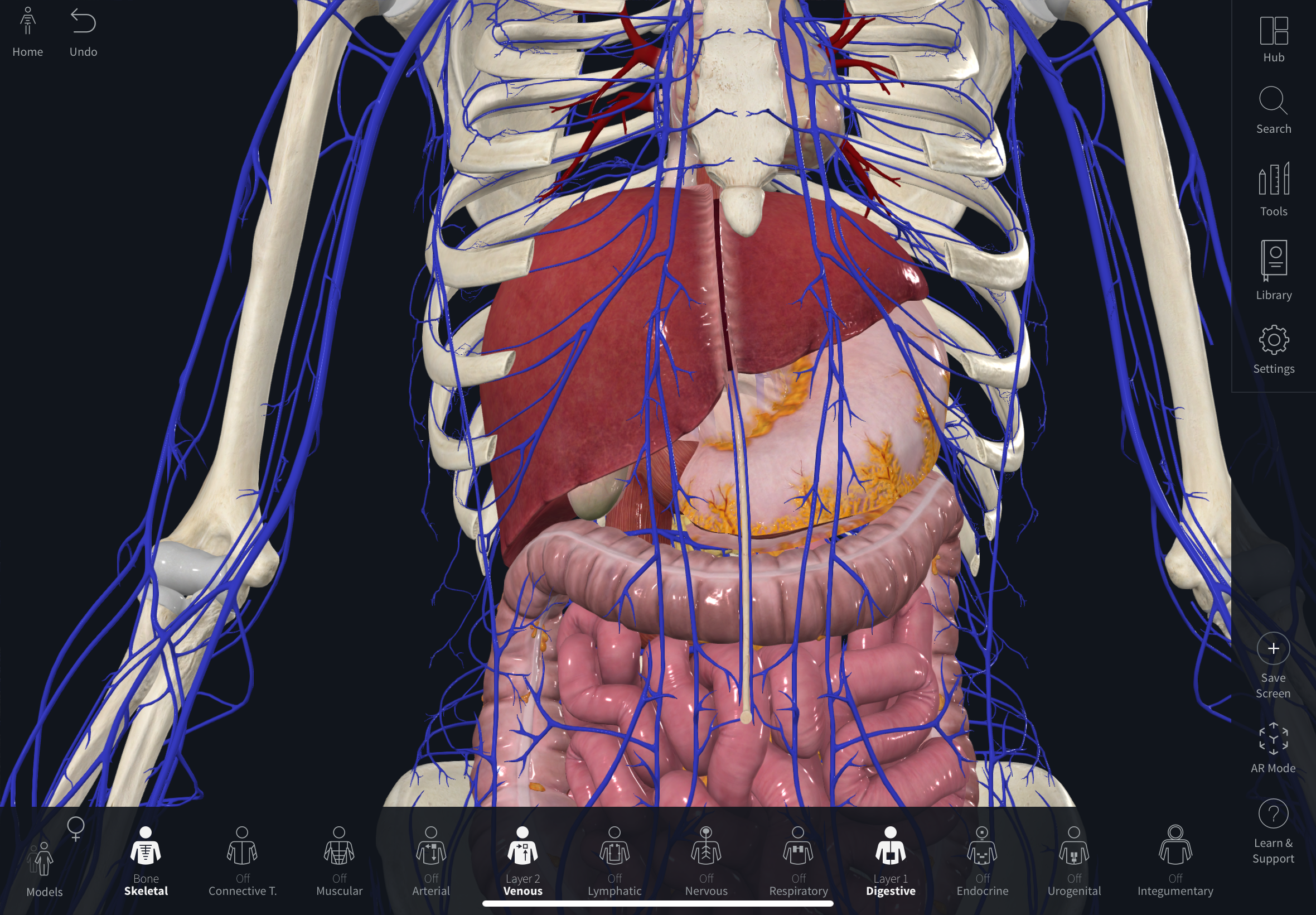 <p>żyły przypępkowe / paraumbilical veins</p>