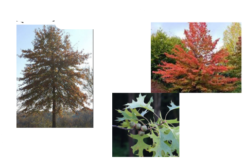 <p>-bottom leaf lobes almost horizontal -sinuses U shaped, can be deep -ladder like branch placement -acorns with flat cap</p>