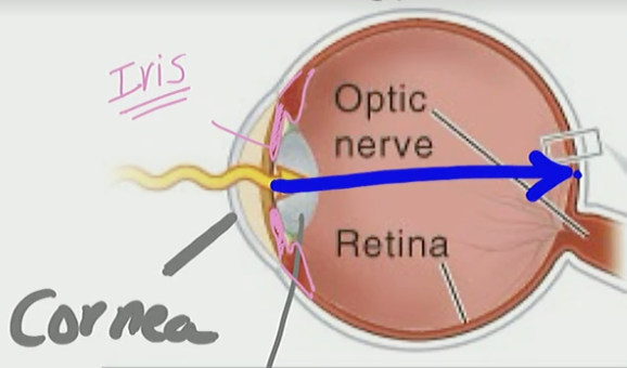 <ul><li><p>this is where rods are</p></li><li><p>Part of retina where this is all rods</p></li></ul><p></p>