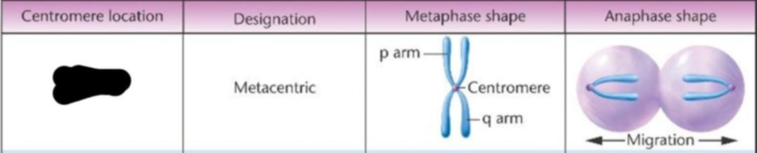 <p>Where is the centromere location?</p>