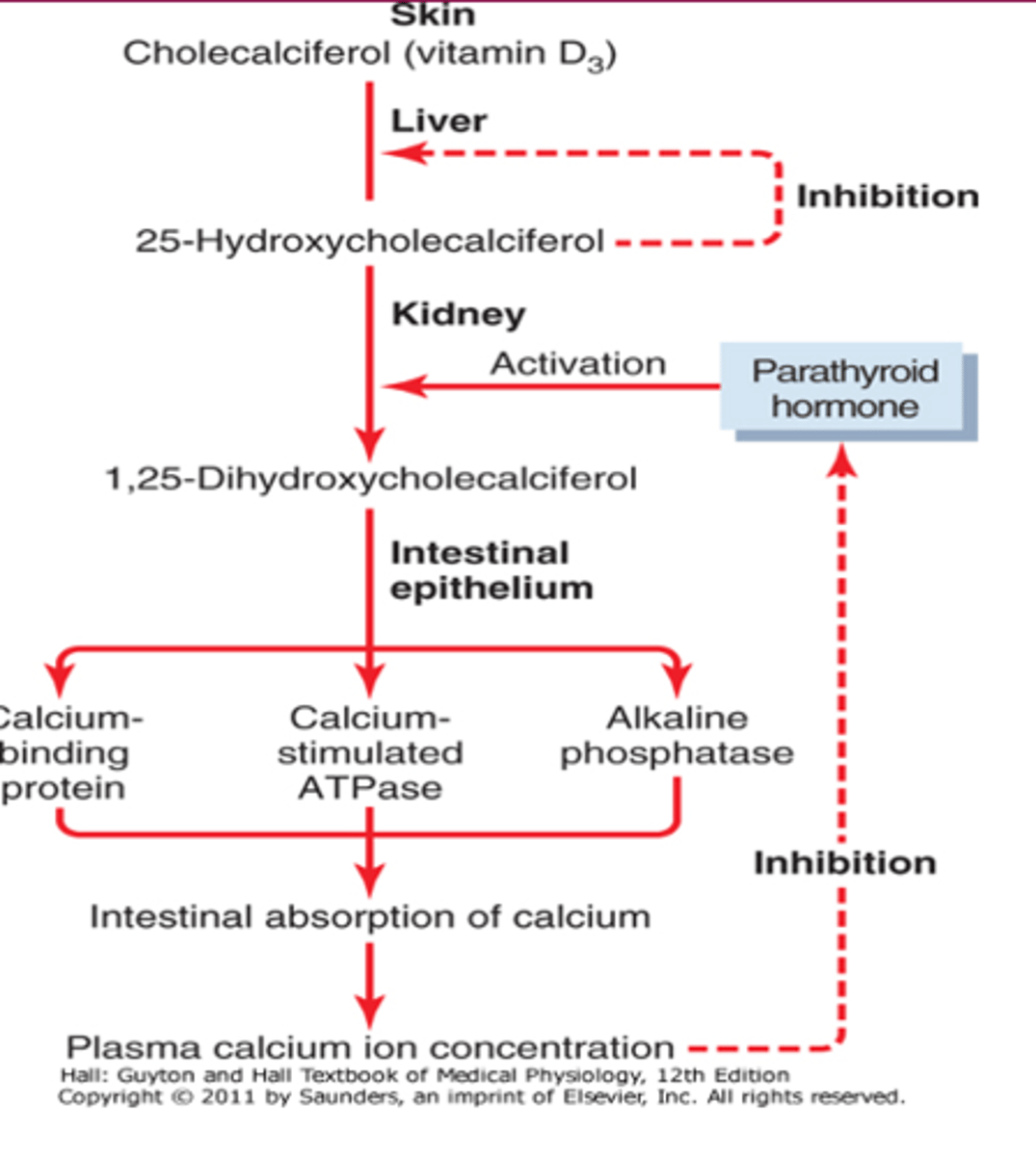 <p>negative feedback of vitamin D produciton</p>