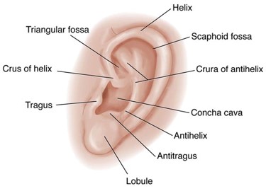 <p>major function of pinna (auricle)</p>