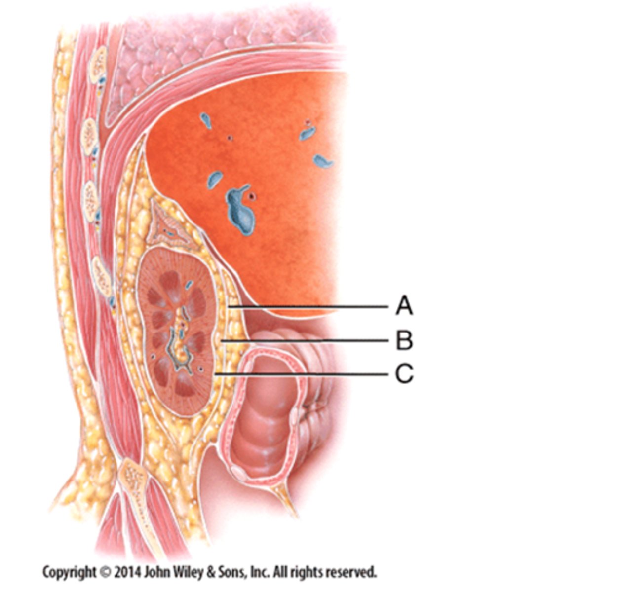 <p>Letter A - renal fascia</p>