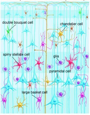 <p>Double bouquet cell</p><p>Chandelier cell</p><p>Spiny stellate cell</p><p>Pyramidal cell</p><p>Large basket cell</p>