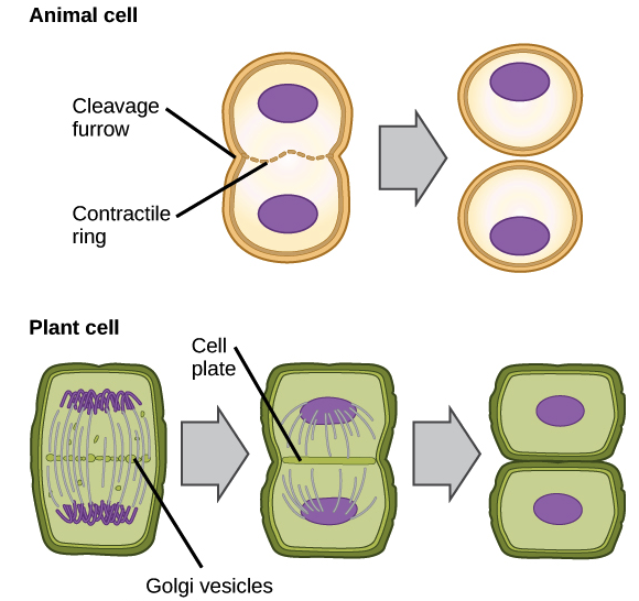 <p>mitosis steps same until seperation</p><p>plant cells have cell walls so wont form cleavage furrow</p><p>vesicles from the golgi apparatus begins to assemble in the same place where metaphase plate was</p><p>vesicles fuse with each other dividing cell surface membrane into 2</p>
