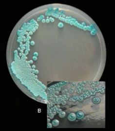 <p>Which sp is this? </p>