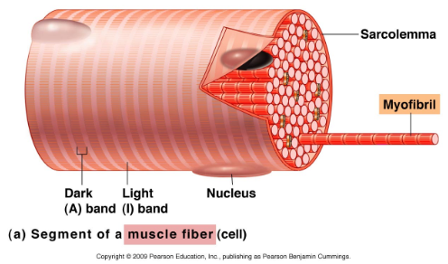 <ul><li><p><span>Contains myofibrils (contractile units)</span></p></li><li><p><span>Surrounded by plasma membrane called&nbsp; <strong><u>sarcolemma</u></strong> (just below endomysium) and contains sarcoplasm (muscle cells cytoplasm)&nbsp;</span></p></li></ul><p></p>