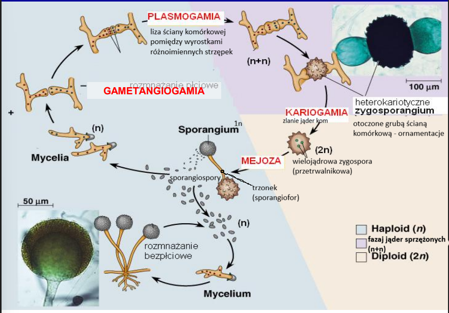 <p>-brak zoospor, występują aplanospory<br>-występują różne typy płciowe ±</p>