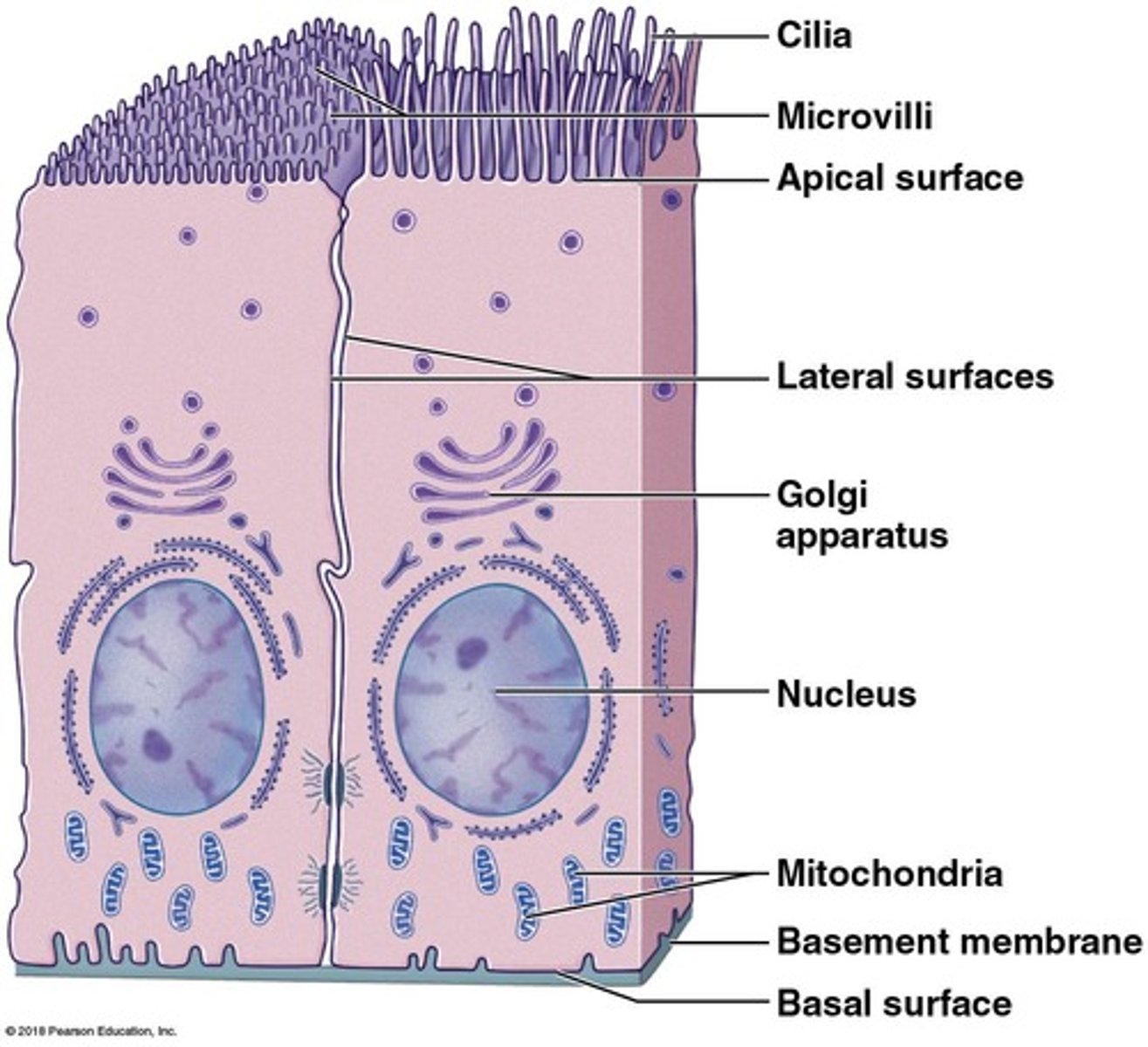 <p>Increase absorption or secretion by increasing surface area.</p>