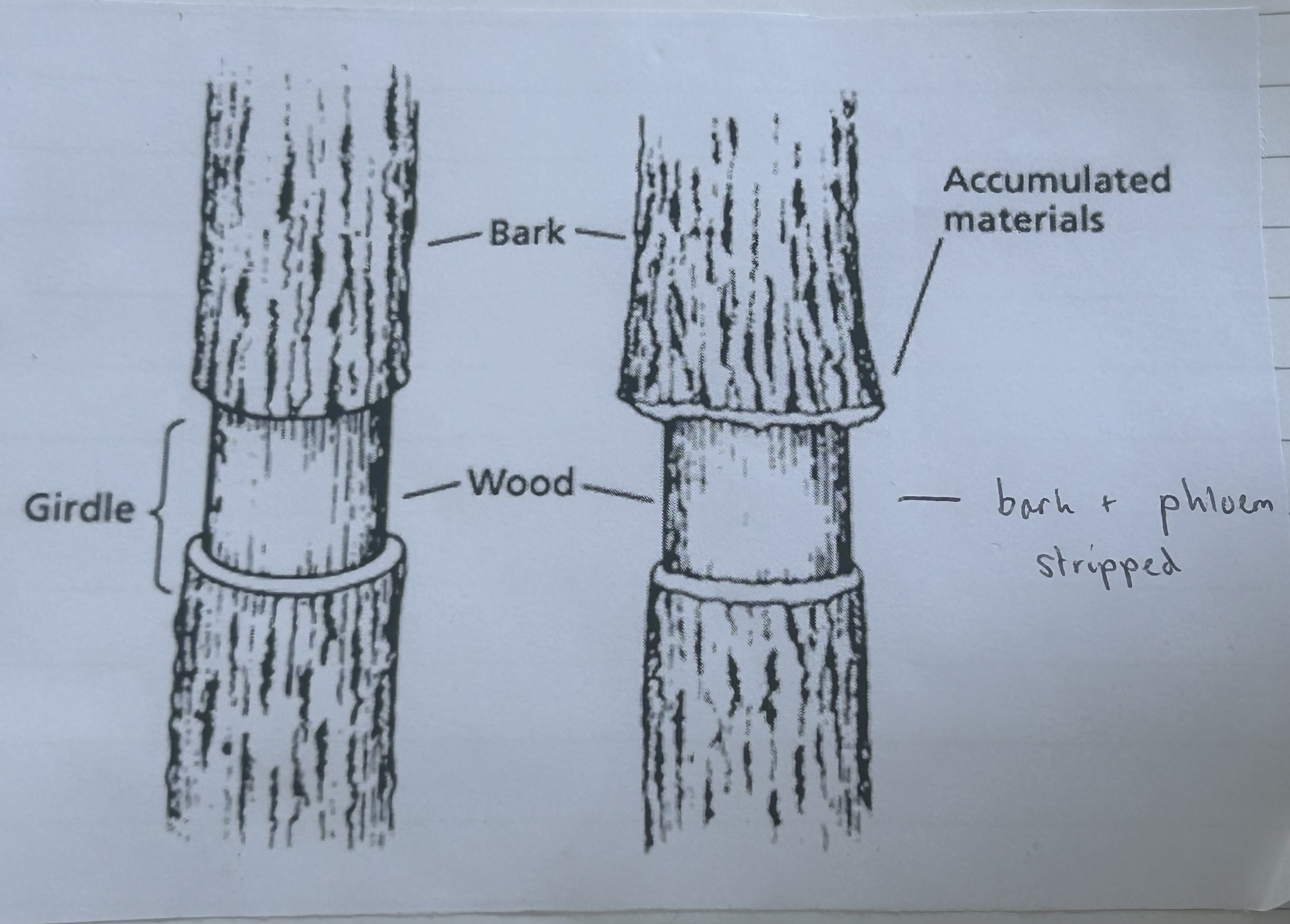 <p>ringing experiment- explain</p>