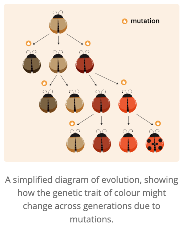 <p><span style="font-family: &quot;Proxima Nova&quot;, sans-serif;">A population of beatles might begin with very little variation in colour.</span></p><p><span style="font-family: &quot;Proxima Nova&quot;, sans-serif;">In each generation, a random mutation can occur to produce a new colour.&nbsp;</span></p>