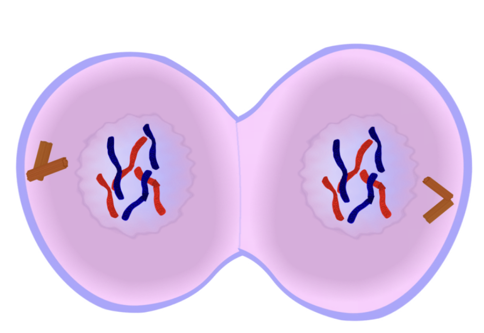 <ul><li><p><span>T = Two!</span></p></li><li><p><span>Nuclear membrane forms at each end of the cell around the chromosomes&nbsp;</span></p></li></ul><p><span>&nbsp;&nbsp;&nbsp;&nbsp;&nbsp;– division of the original&nbsp;&nbsp;&nbsp;&nbsp;&nbsp;</span></p><p><span>&nbsp;&nbsp;&nbsp;&nbsp;&nbsp;nucleus is now complete</span></p><ul><li><p><span>Chromosomes become less tightly coiled &amp; appear as chromatin again</span></p></li></ul><p></p>