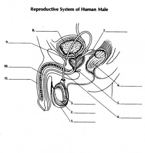 <p>name 11 and its function</p>