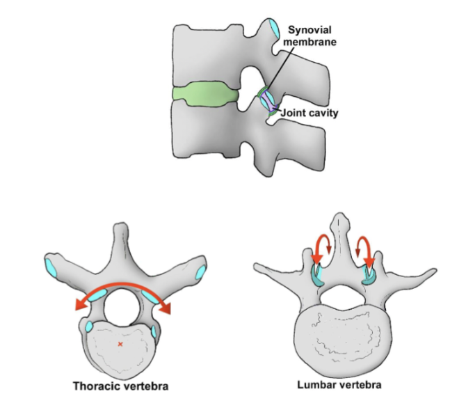 <ul><li><p>plane synovial joints </p></li><li><p>movement dependent on orientation of articular surfaces </p></li><li><p>superior and inferior articular processes have articular surfaces</p></li><li><p>thoracic goes across coronal plane and lumbar across sagittal </p></li></ul><p></p>