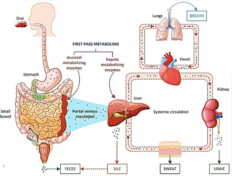 <p><span><span>Main organ for metabolism (of all exogenous compounds)</span></span></p><ul><li><p><span><span>Second largest organ after skin, greatest regenerative ability, vital for life</span></span></p></li><li><p><span><span>Large functional reserve → can increase its function when the body is under stress</span></span></p></li><li><p><span>Main site of </span><span><strong><span>first-pass metabolism</span></strong><span>:</span></span></p></li></ul><ul><li><p><span>Oral drugs are absorbed in the intestine → all portal blood flows through the liver first</span></p></li><li><p><span><span>Many drugs are partially inactivated during this first pass before reaching systemic circulation</span></span></p></li></ul><ul><li><p><span><span>Drug-metabolizing enzymes in hepatocytes:</span></span></p></li></ul><ul><li><p><span>Most Phase I (CYP450s) enzymes are located in the </span><span><strong><span>Smooth Endoplasmic Reticulum</span></strong><span>&nbsp;of hepatocytes.</span></span></p></li><li><p><span><span>Hepatocytes are in close contact with circulating blood, enabling efficient metabolism of substrates.</span></span></p></li></ul><p><br></p>