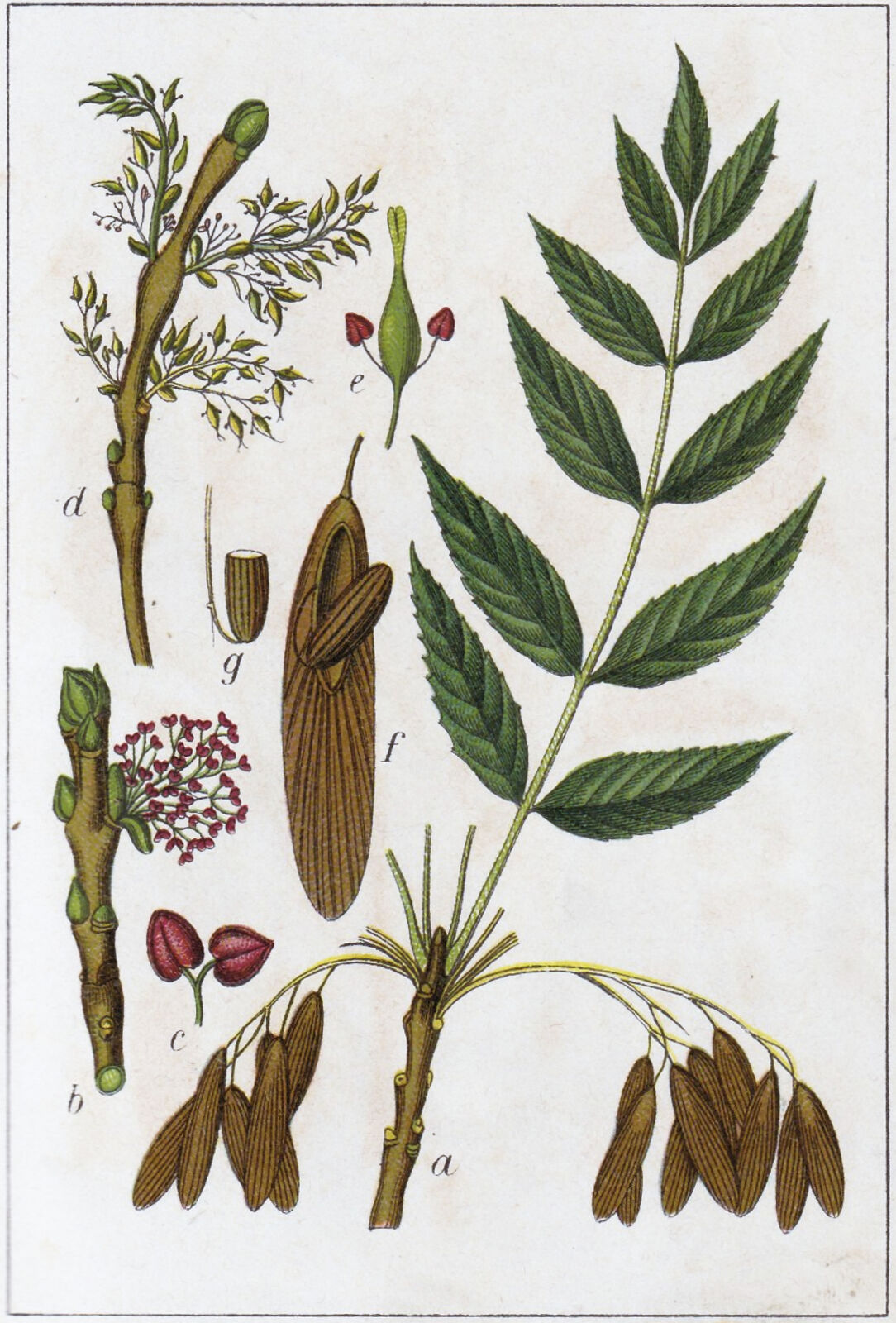 <p>European Common Ash <span style="font-family: Calibri, sans-serif">(Fraxinus excelsior)</span></p>