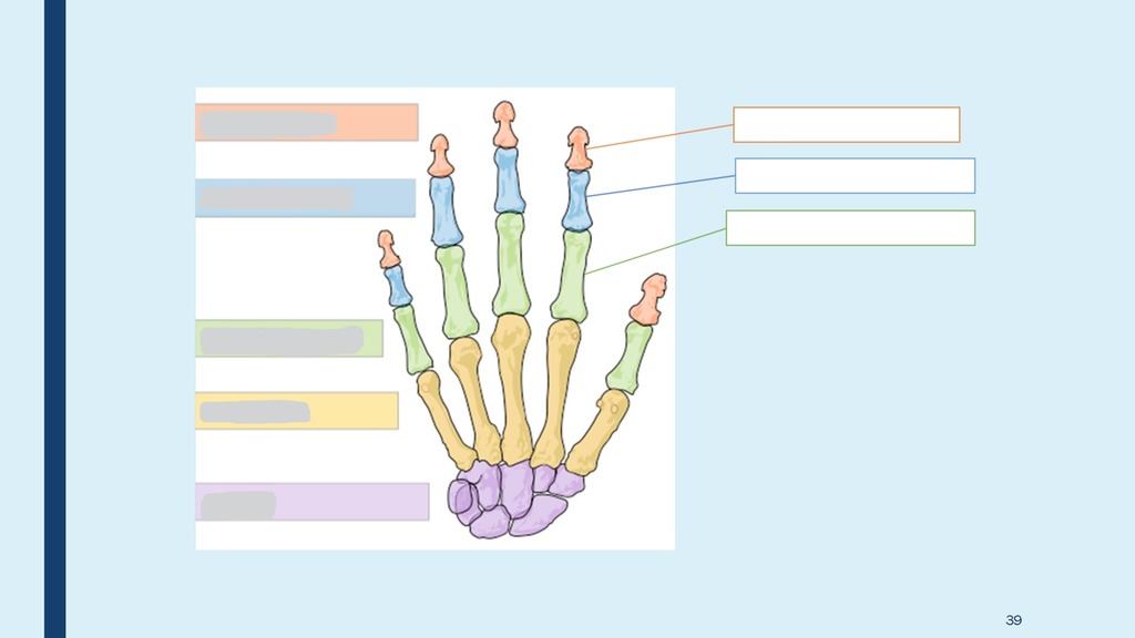 <p>What structure is highlighted in orange?</p>