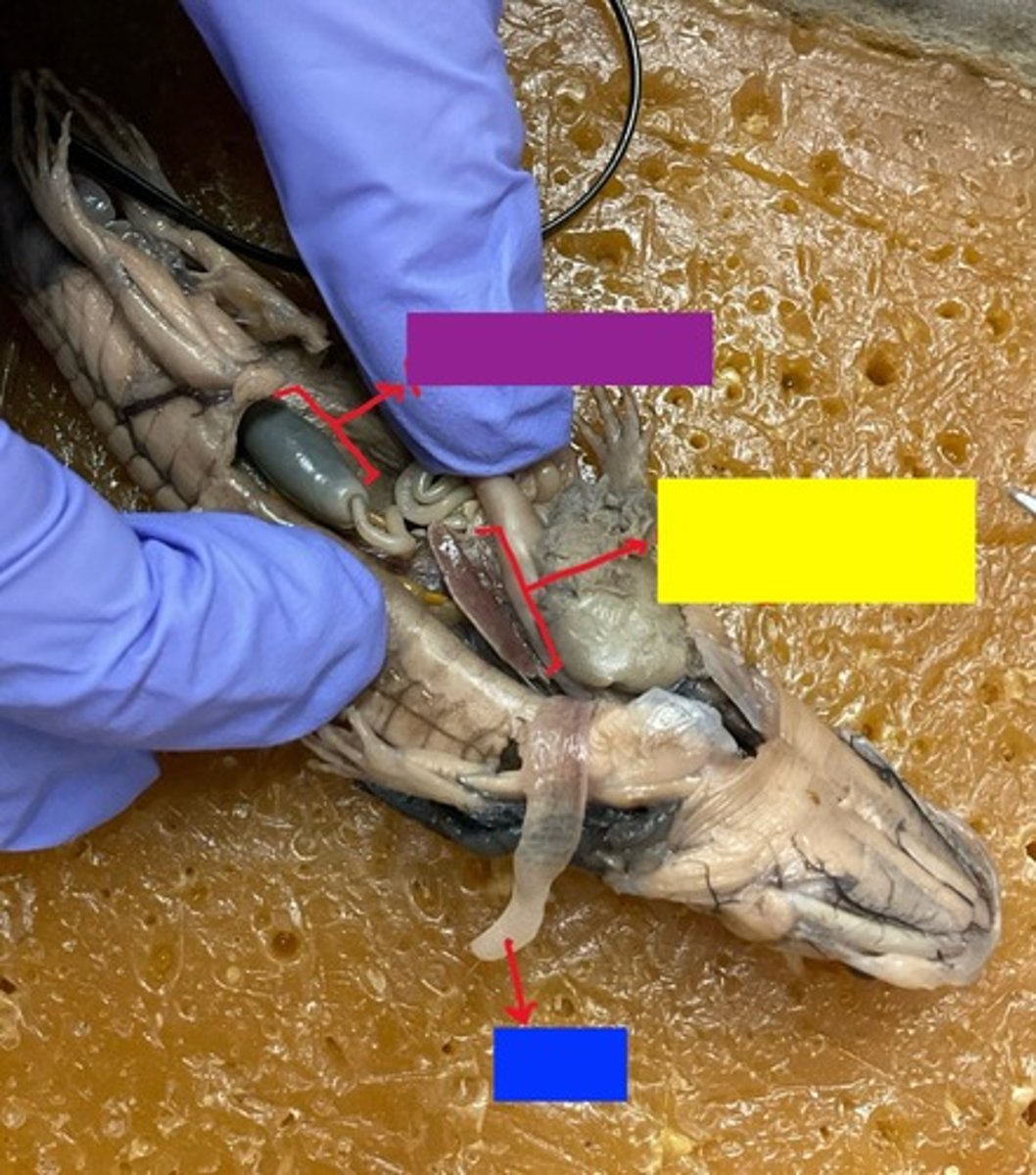 <p>lungs: respiration</p>